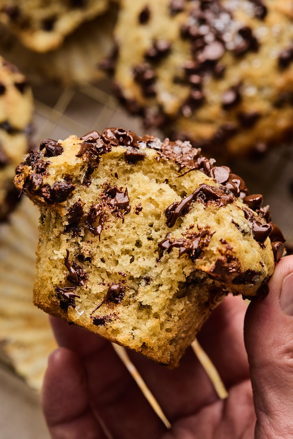 Chocolate Chip Muffins Close Up and Isolated